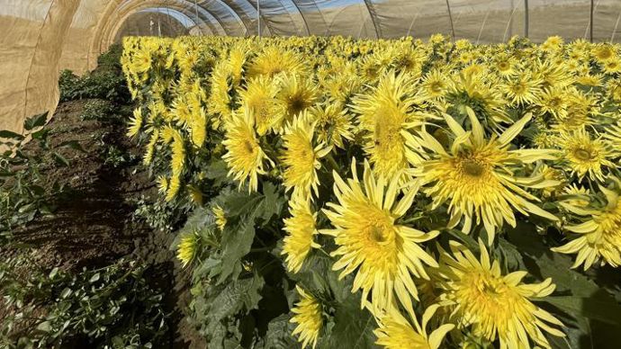 Helianthus annuus ‘Lemon Cutie’ F1, de l’obtenteur SeedSense.